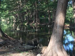 swimming_hole_cypress_lined_riverbank